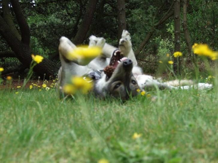 Blanding af racer Ricka - Jeg fik den kogle..... billede 3
