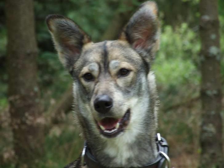 Blanding af racer Ricka - Er jeg ikke dejlig:0)) billede 5