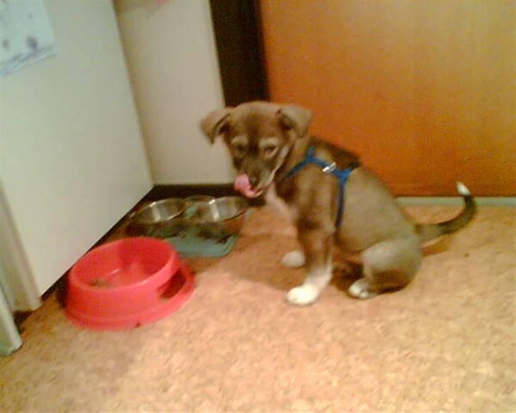 Blanding af racer Ricka - Ricka som hvalp ved sin forrige ejer... billede 6