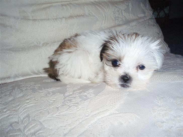 Lhasa apso Sifrine billede 2