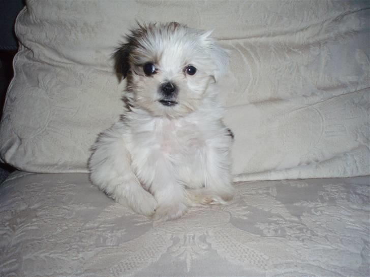 Lhasa apso Sifrine billede 3