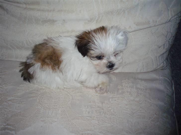 Lhasa apso Sifrine billede 4