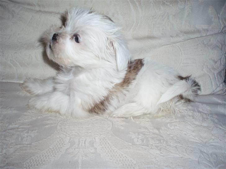 Lhasa apso Sifrine billede 5
