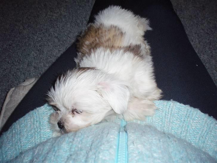 Lhasa apso Sifrine billede 6