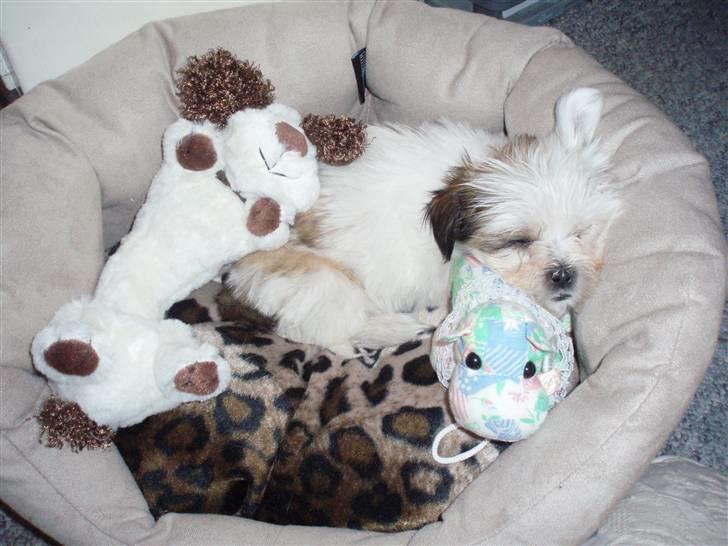 Lhasa apso Sifrine billede 7