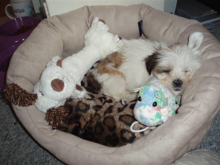 Lhasa apso Sifrine billede 8