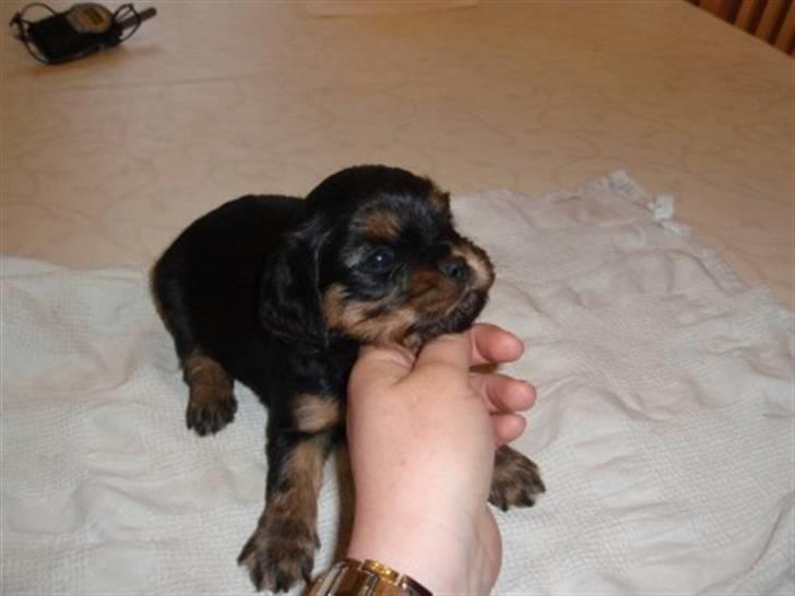 Cavalier king charles spaniel Ziggi - Ziggi 4 uger gl. 1018 gram billede 16