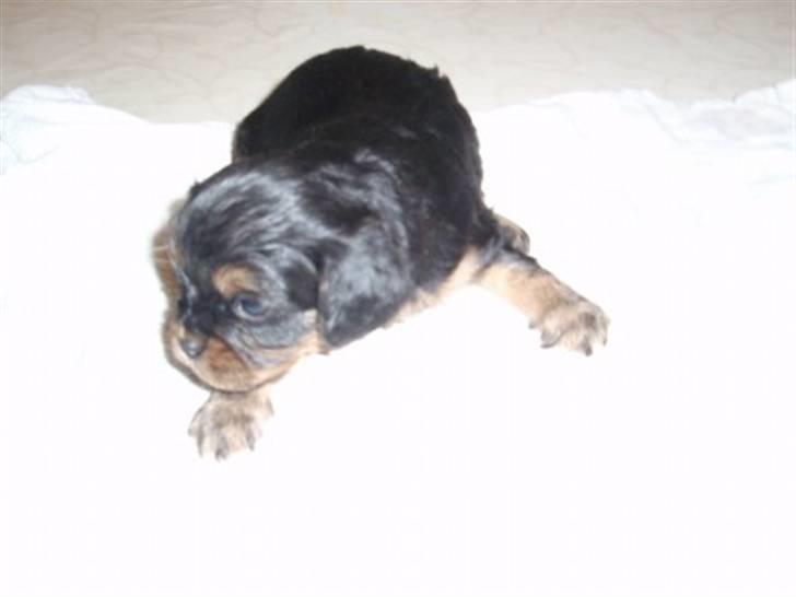 Cavalier king charles spaniel Ziggi billede 17