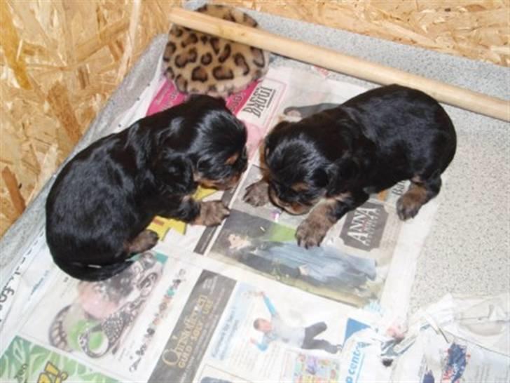 Cavalier king charles spaniel Ziggi - Ziggi sammen med sin søster  billede 18