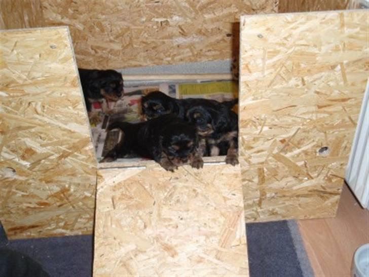 Cavalier king charles spaniel Ziggi - På vej ud af kassen for første gang. billede 19