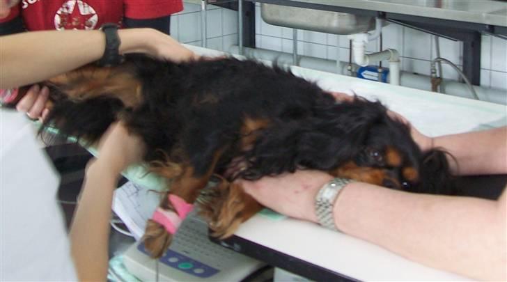 Cavalier king charles spaniel maddie - hjerteskanning den 12/4  2010 billede 12