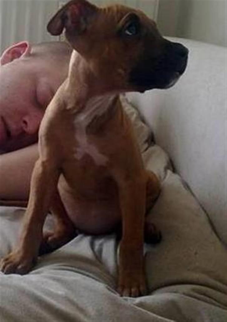 Amerikansk staffordshire terrier Mille billede 7