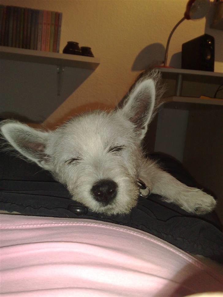 West highland white terrier Matchmaker (Felix) - Sover på mit skød :) billede 10