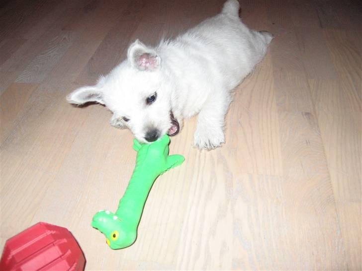 West highland white terrier Matchmaker (Felix) billede 11