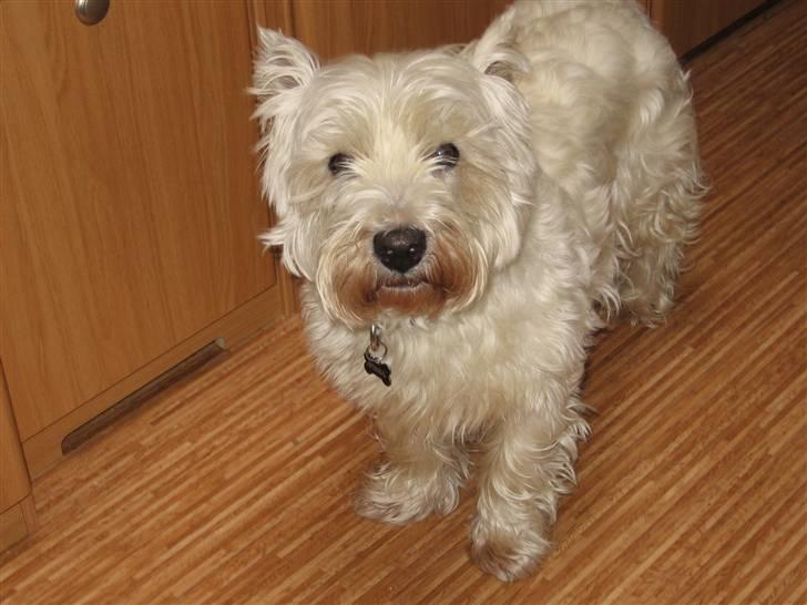 West highland white terrier Sofus (Himmelhund 15/6-2017) billede 17