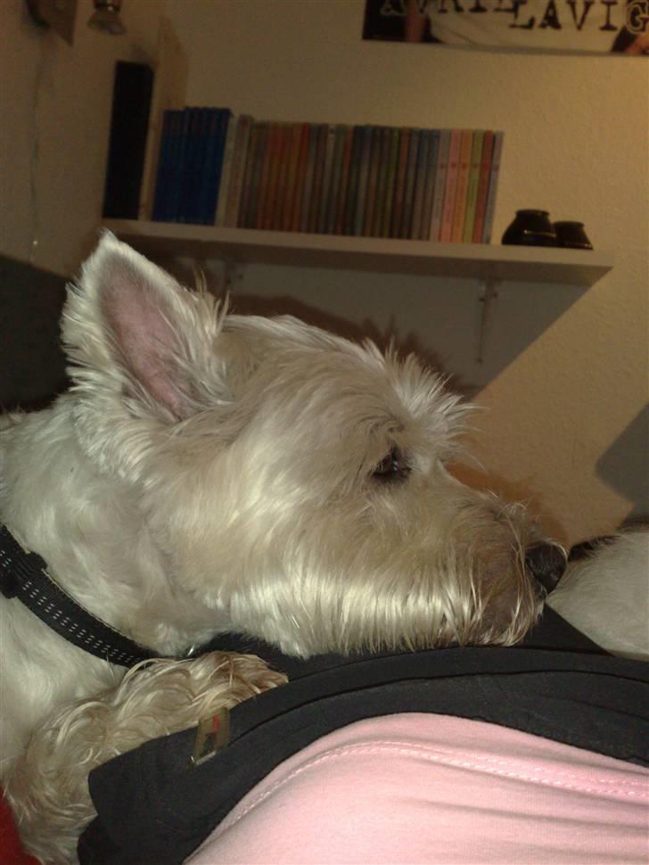 West highland white terrier Sofus (Himmelhund 15/6-2017) - Hviler hovedet på mit skød :) billede 18