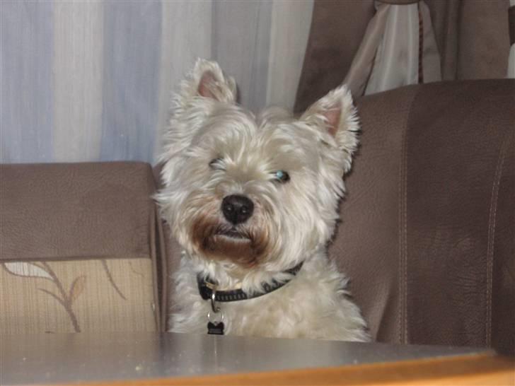 West highland white terrier Sofus (Himmelhund 15/6-2017) billede 19