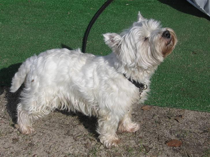 West highland white terrier Sofus (Himmelhund 15/6-2017) billede 20