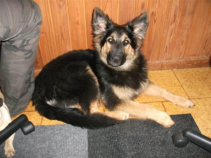 Blanding af racer paya billede 5