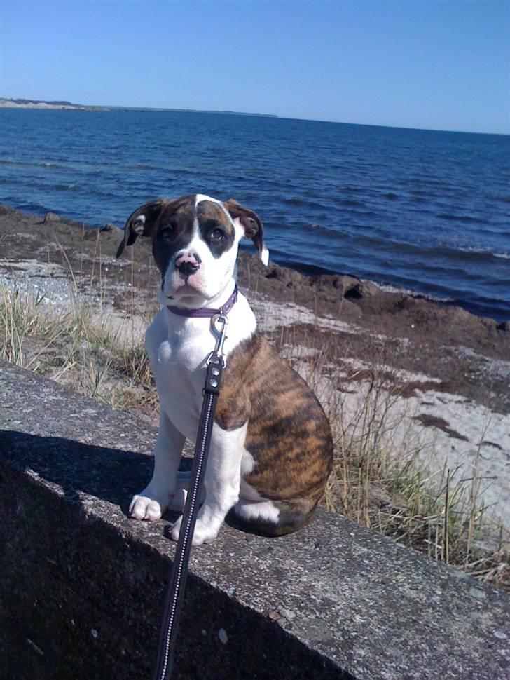 Amerikansk bulldog Nova billede 12