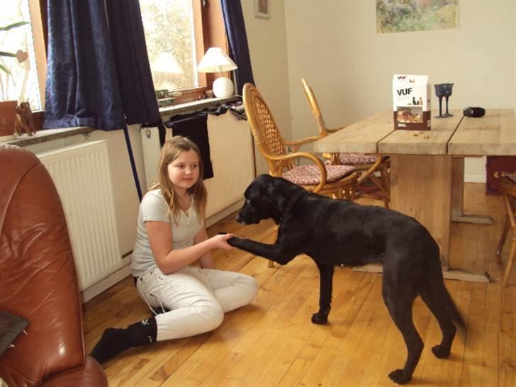 Blanding af racer Pjuske<3 - 15. Min hund er højlig, hun siger goddag! <3 billede 15