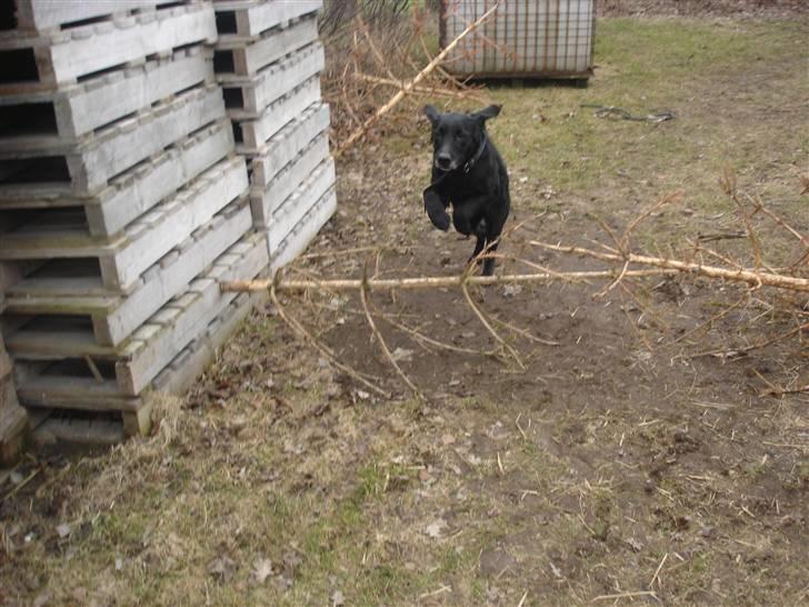 Blanding af racer Pjuske<3 - 20. Et sidste spring herfra farvel for nu :)  billede 20