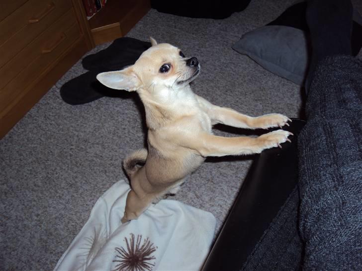 Chihuahua Tino billede 9