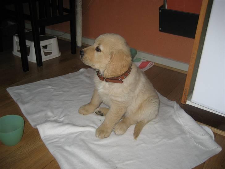 Golden retriever Tino billede 10