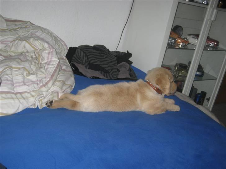 Golden retriever Tino billede 11