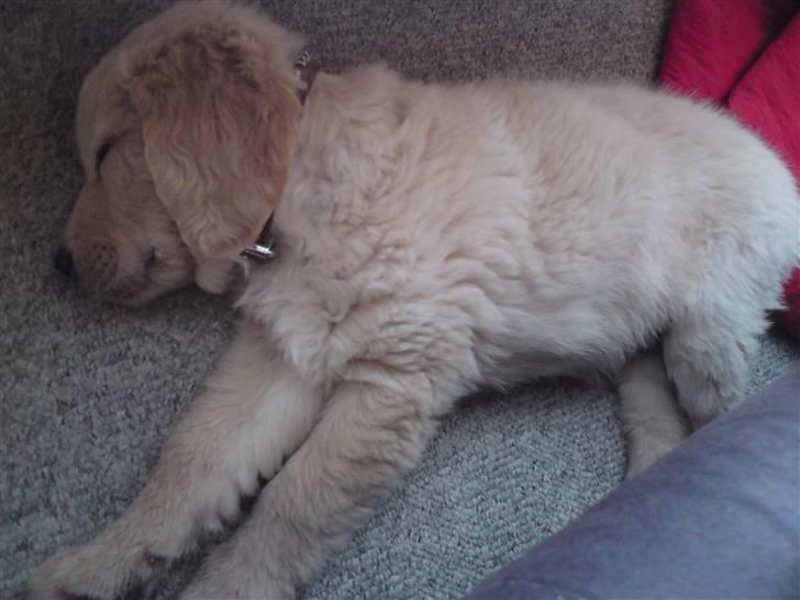 Golden retriever Tino billede 12