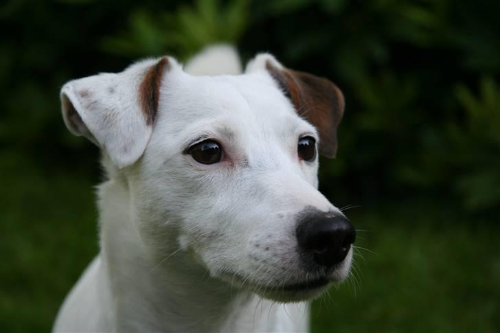 Jack russell terrier Spiff billede 1