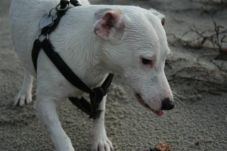 Jack russell terrier Spiff billede 2