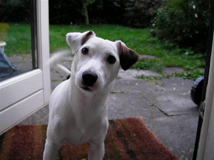 Jack russell terrier Spiff billede 4
