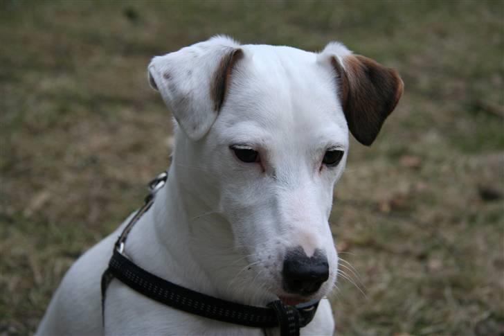 Jack russell terrier Spiff billede 5