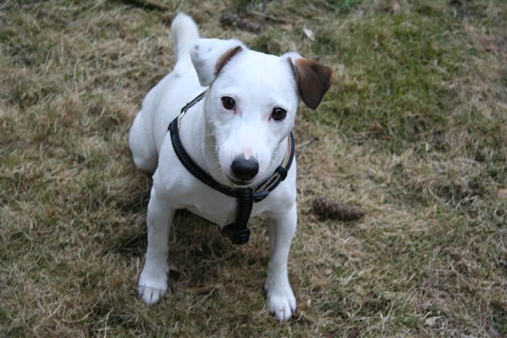 Jack russell terrier Spiff billede 6