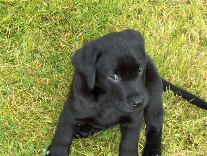 Labrador retriever Koda - 8-10 uger gammel billede 1