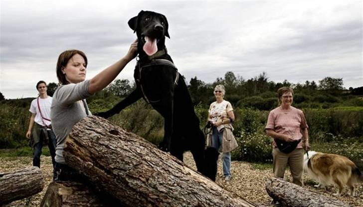 Labrador retriever Koda - Billedet er taget af en fotograf fra sjællandske til avisen billede 2