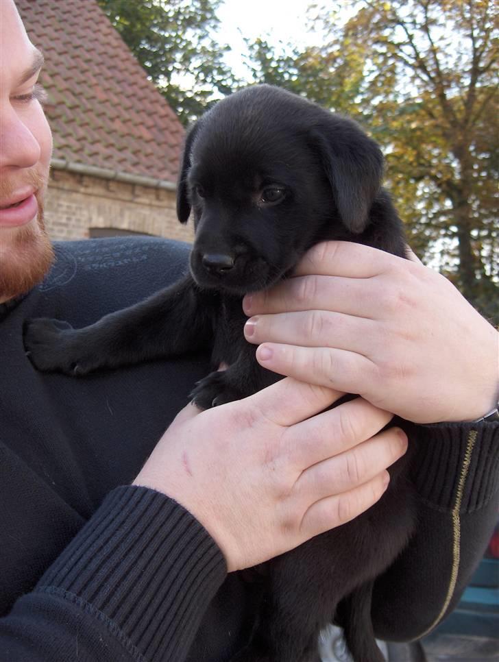 Labrador retriever Koda - ca. 6 uger gammel billede 3