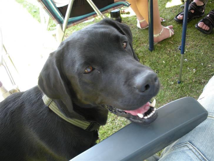 Labrador retriever Koda - billede fra en af vores mange camping ture billede 4