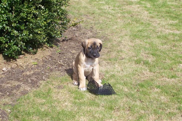 Blanding af racer balder - jeg har ikke gjort noget billede 1