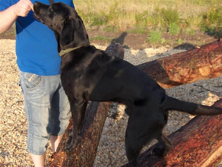 Labrador retriever Koda - billedet er fra en ny oprettet hunde skov i Glumsø på midt sjælland billede 5