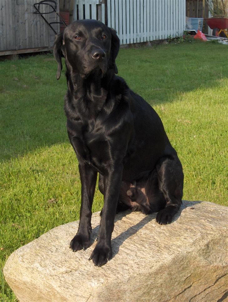 Labrador retriever Jaki - Han elsker at at side på sin sten billede 1