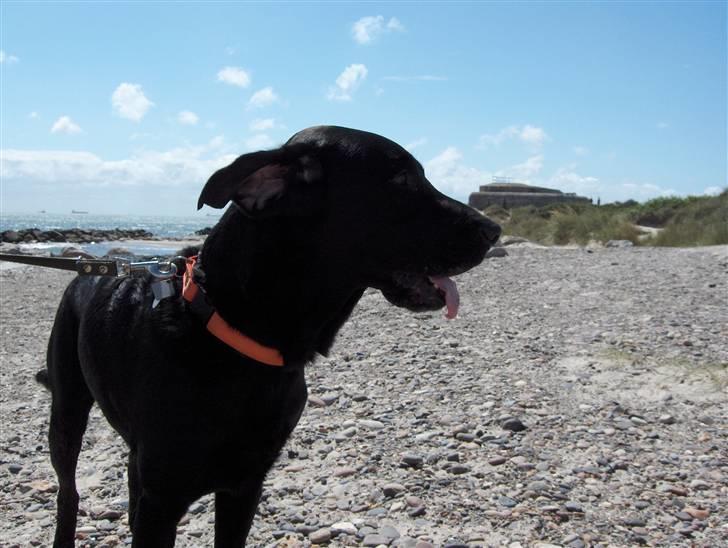 Labrador retriever Jaki - at stå med hovedet op mod vinden kan være dejligt billede 2