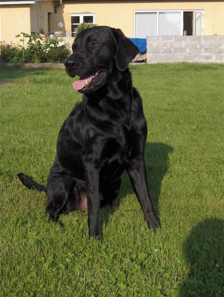 Labrador retriever Jaki - Haven skal også passes billede 3