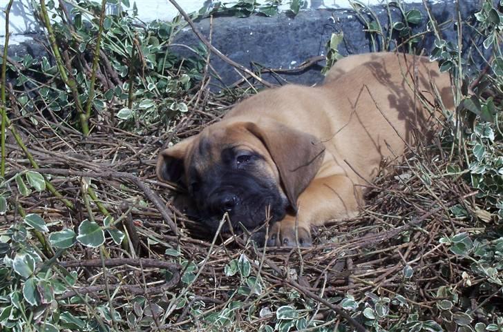 Blanding af racer balder - gemmer mig i mors bed billede 2