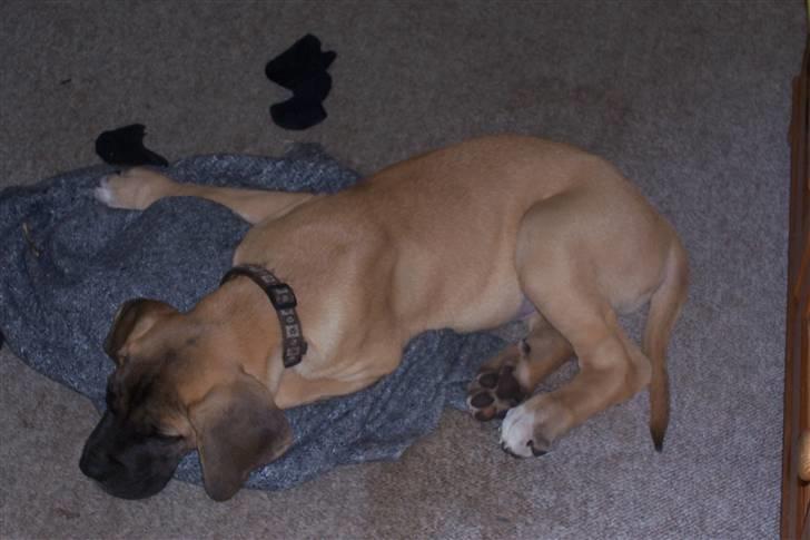 Blanding af racer balder - så faldt jeg om næsten på maddrassen billede 3