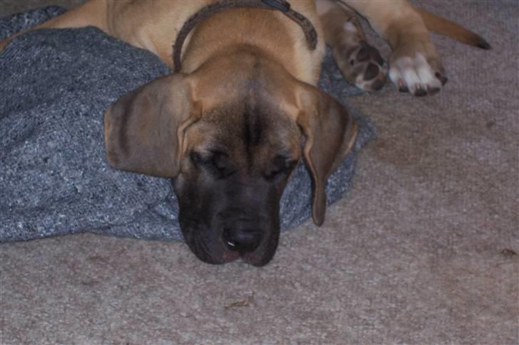 Blanding af racer balder - øj det er dejligt med en lur billede 4