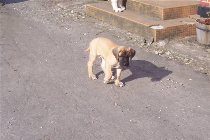 Blanding af racer balder - en lille gåtur billede 5