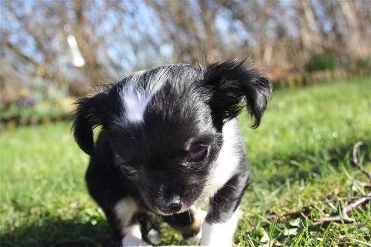 Chihuahua silke billede 12