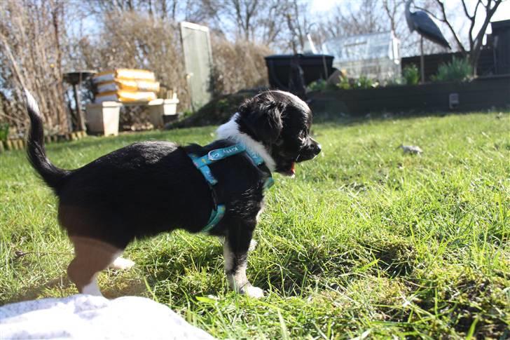 Chihuahua silke billede 13